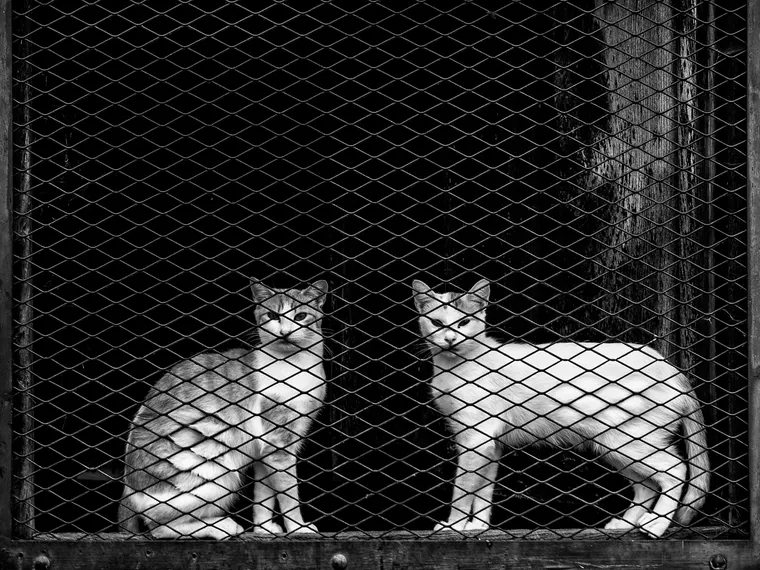 Fotografía premiada en blanco y negro de dos gatos tras una verja